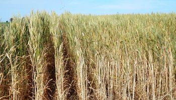 La invasión rusa reduce la cosecha de cereales en Ucrania para 2022