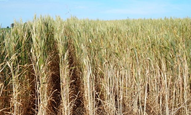 La invasión rusa reduce la cosecha de cereales en Ucrania para 2022