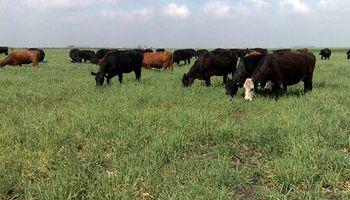 Por la sequía y el aumento de costos del feedlot, se espera una mayor oferta de animales 