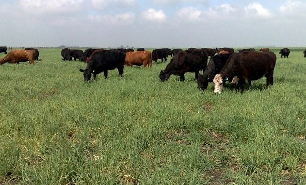Por la sequía y el aumento de costos del feedlot, se espera una mayor oferta de animales