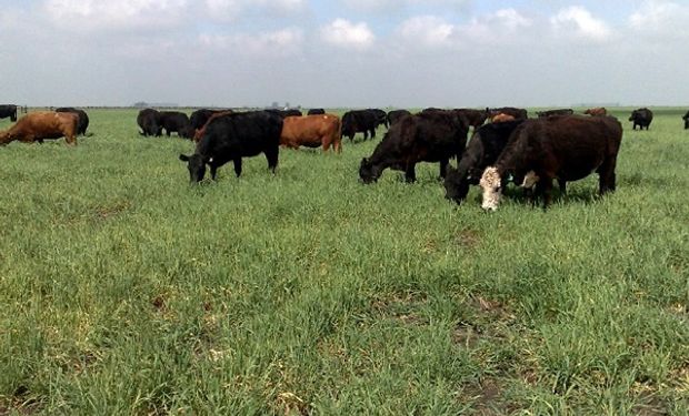 Por la sequía y el aumento de costos del feedlot, se espera una mayor oferta de animales 