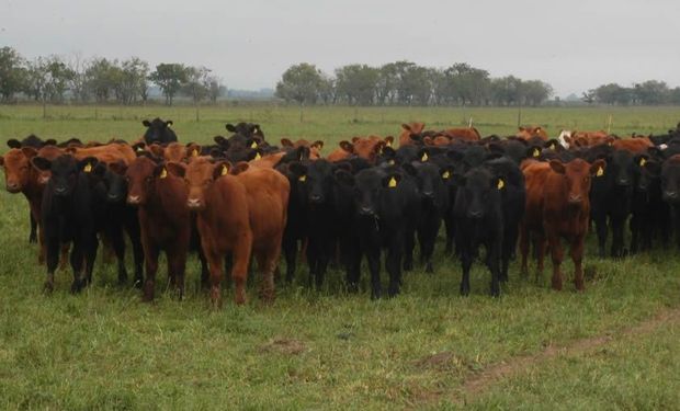 La falta de lluvias presiona sobre la hacienda y es un ancla para los precios 