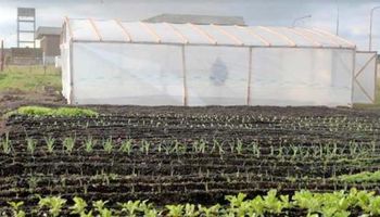 Consejos para cuidar la huerta de las lluvias, los vientos y las heladas