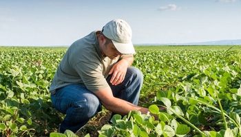 $11 mil millones requiere el productor entrerriano para sembrar 4 cultivos