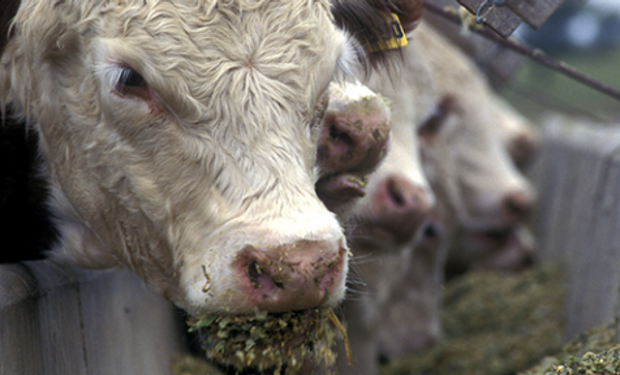 Confiado en el mediano plazo, se expande y reconvierte una de sus plantas de nutrición animal.