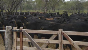 Se viene un ciclo de inversiones en ganadería