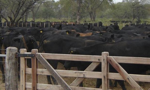 La relación de precios con el maíz se tornó muy favorable (La Voz /Archivo).