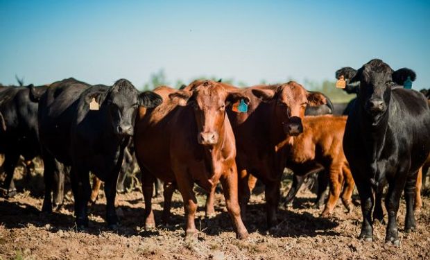 Agronegocios y alimentos: el holding agrícola ganadero de los Brito se renueva