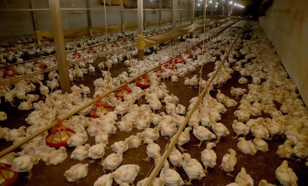 Paraná e Seara anunciam R$ 475 milhões para ampliar produção de frango