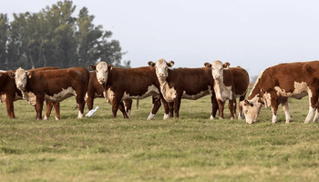 La práctica ganadera por la que se pierden millones de kilos de carne: ya en el 1800 se hablaba de esto y cambiarlo es "gratis"