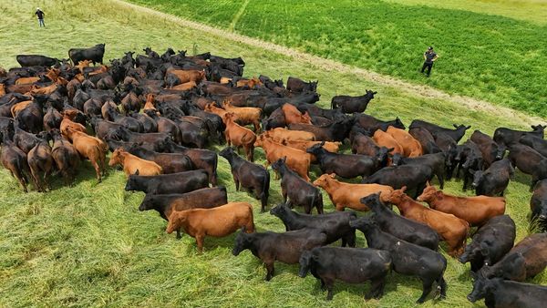 ipcva jornada en campo de tres arroyos