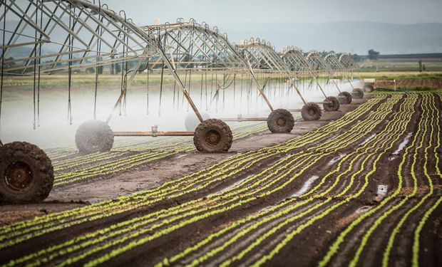 Economia de água no plantio direto é maior porque o sistema mantém material vegetal cobrindo o solo. (foto - Embrapa)