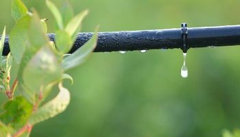 Saiba como a irrigação por gotejamento faz a diferença para fruticultura brasileira