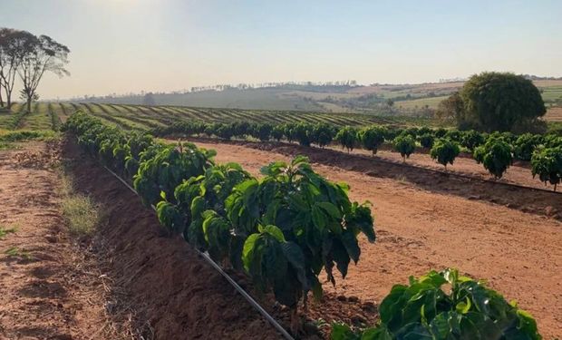 Café Conilon: sistema de irrigação