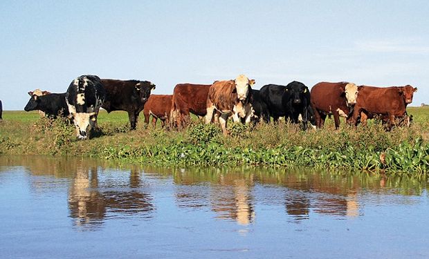 ¿Se contempla a la producción? La postura de los productores a la Ley de Humedales