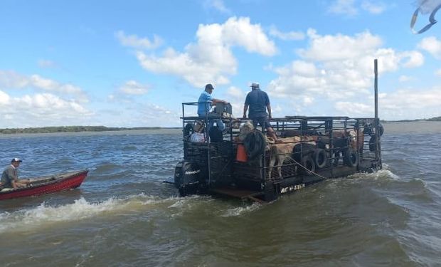 Preocupación ante la falta de pasturas y campos para trasladar la hacienda desplazada por la creciente del río Paraná