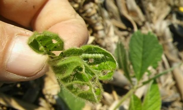 Se trata de una plaga que, en las primeras etapas del cultivo se alimenta casi exclusivamente de brotes.