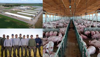 Los secretos de la mayor granja de cerdos de la Argentina: quieren faenar 400 animales por hora, algo inédito en Sudamérica