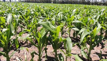 INTA apuesta a la producción orgánica y desarrolló un maíz con buena respuesta a enfermedades de hoja 