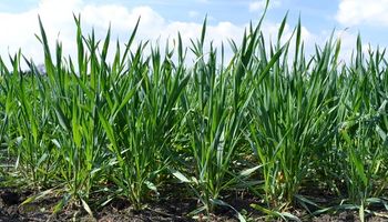 Entre Ríos: a pesar de la falta de lluvias, el trigo se encuentra en buena condición