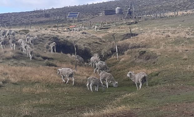 El Gobierno declara la emergencia agropecuaria por sequía en Buenos Aires y Río Negro