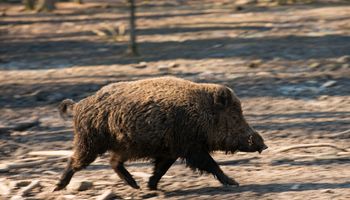 Preocupación en Alemania por nuevos casos de peste porcina africana: “La producción no está afectada”