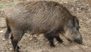 Encuesta a productores para estimar el impacto del cerdo silvestre en la Argentina