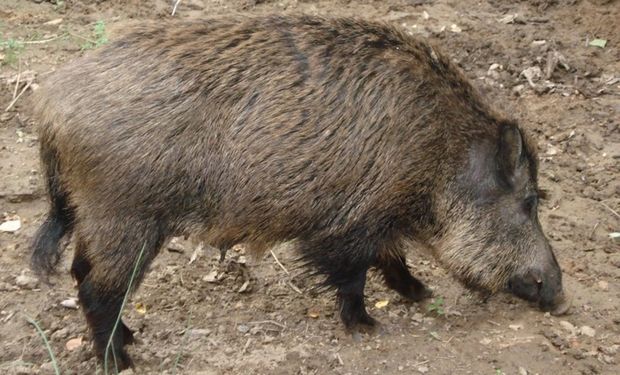 Encuesta A Productores Para Estimar El Impacto Del Cerdo Silvestre En La Argentina Agrofy News Encuesta A Productores Para Estimar El Impacto Del Cerdo Silvestre En La Argentina Agrofy News