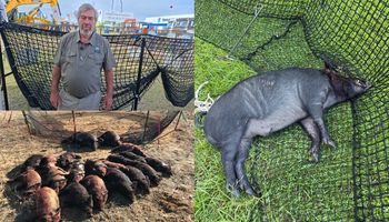 Por US$ 3500, encontraron la forma de controlar jabalíes en el campo, ya instalaron 15 trampas en Argentina y les explotó la demanda: el récord es de 85 ejemplares capturados en una misma trampa