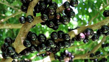 Saiba quais frutas brasileiras ficaram entre as 50 melhores do mundo