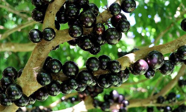 O destaque brasileiro foi a jabuticaba, que desbancou o açaí e ficou na segunda colocação