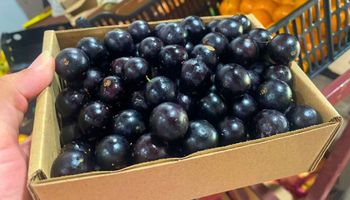 Ranking global elege as 100 melhores frutas do mundo; três são brasileiras