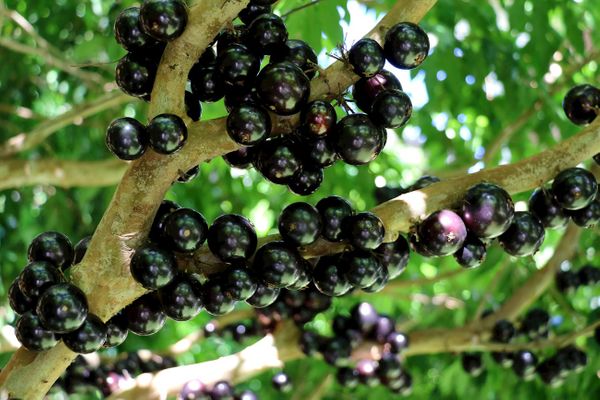 Jabuticaba madura no pé, fruta brasileira presente em ranking das melhores do mundo