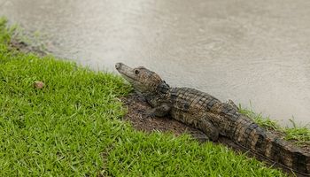 Após chuva forte, jacaré é flagrado em rua alagada de Sinop, em Mato Grosso