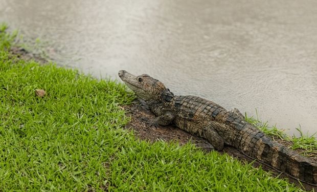 Após chuva forte, jacaré é flagrado em rua alagada de Sinop, em Mato Grosso