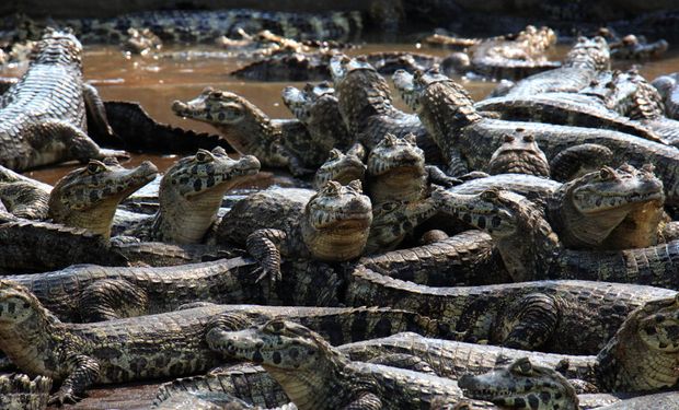 Médico veterinário do Mapa recebeu treinamento no Caimasul, frigorífico de jacarés pioneiro no Brasil, localizado em Corumbá (MS).