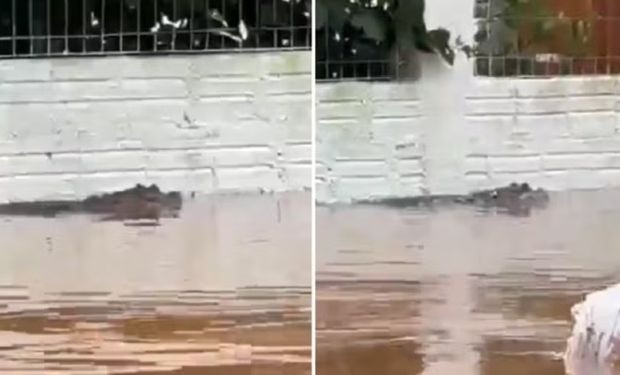 Jacaré é visto nadando nas ruas alagadas de Porto Alegre