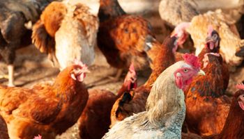 Japão amplia embargo e suspende frango de MT e GO após casos de gripe aviária