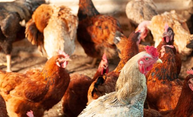 A medida difere do protocolo da Organização Mundial de Saúde Animal (OMSA), que não recomenda restrições comerciais em casos desse tipo. (Foto - Enio Tavares)