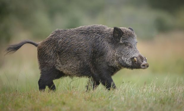 Autorização é necessária para que pessoas físicas ou jurídicas possam capturar ou abater javalis. (Foto - CNA)