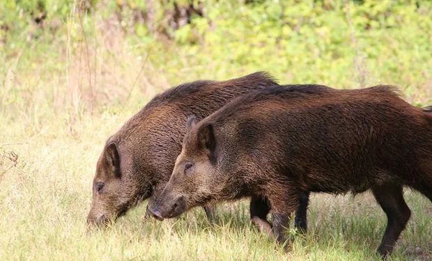 Decreto do Exército determina que a caça excepcional para controle de fauna invasoras somente será autorizada pelo Comando do Exército. (foto - USP)