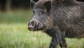 Javalis avançam no campo e governo inicia levantamento nacional para medir prejuízos