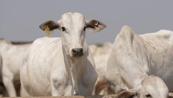 JBS investe mais de R$ 35 milhões no Pará para rastrear gado e apoiar pequenos produtores