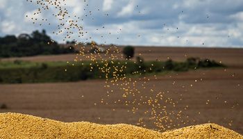 La soja, el trigo y el maíz anotaron ganancias en Chicago: cuánto se pagó en el mercado de granos de Rosario