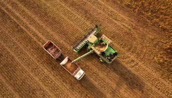 Bajas de la soja, maíz y trigo en Chicago: qué pasó con los precios de los granos en Rosario