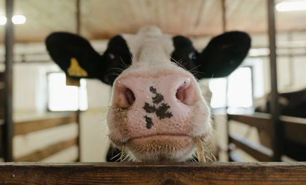 Se expande el brote de gripe aviar en vacas lecheras y temen riesgos para los humanos
