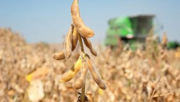 El precio de la soja tocó los $290.000 por tonelada: qué pasó en Chicago con la cotización de los granos