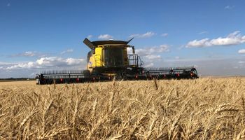 El trigo sale ganando en la cuarentena: los precios suben anticipando una mayor demanda