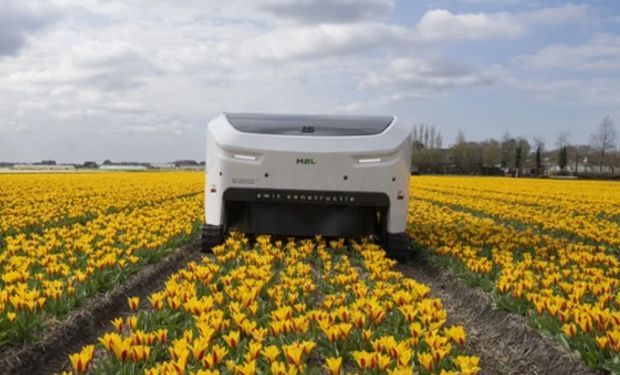 Impulsado por IA: el increíble robot que detecta plantas enfermas y ayuda a los productores a combatir enfermedades