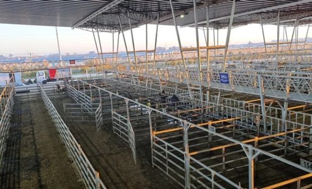 Mejora para la vaca en el mercado de Cañuelas